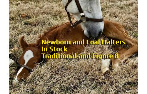 Newborn & Foal Halter