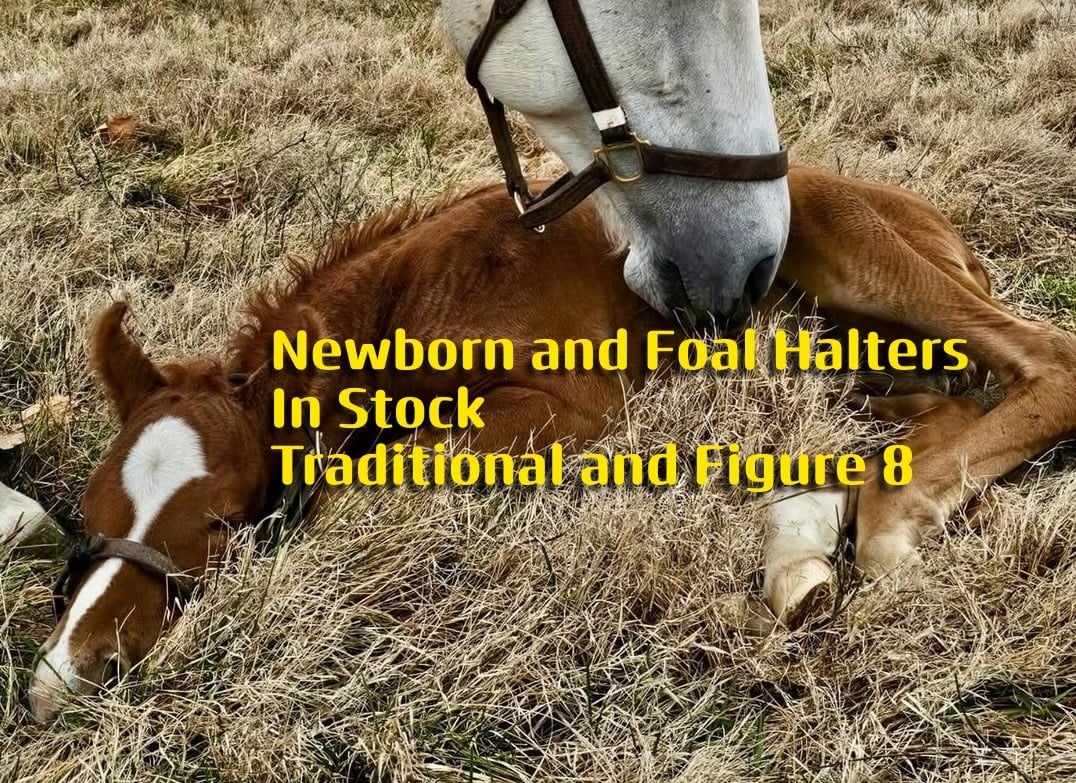 Newborn & Foal Halter