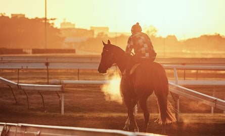 The halter of choice for top Kentucky Trainers
