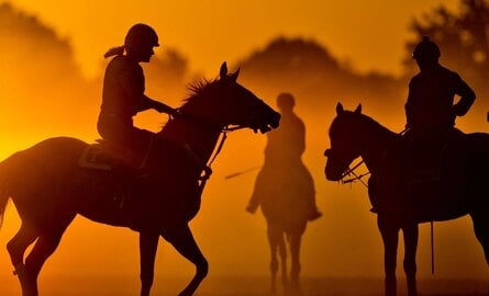 The Halter of Choice for top Kentucky Trainers