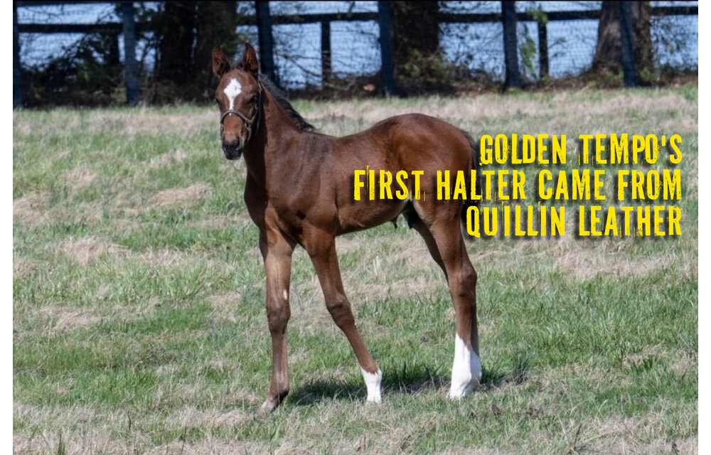 Newborn & Foal Halter