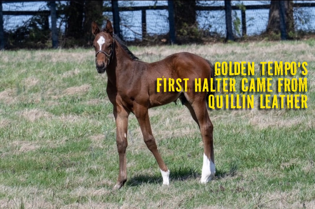 Newborn & Foal Halter