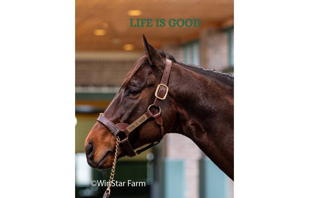 Leather Halter Stallion Sale