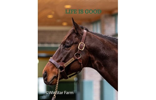 Leather Halter Stallion Sale