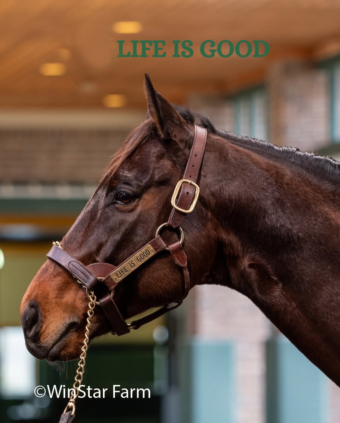 Leather Halter Stallion Sale
