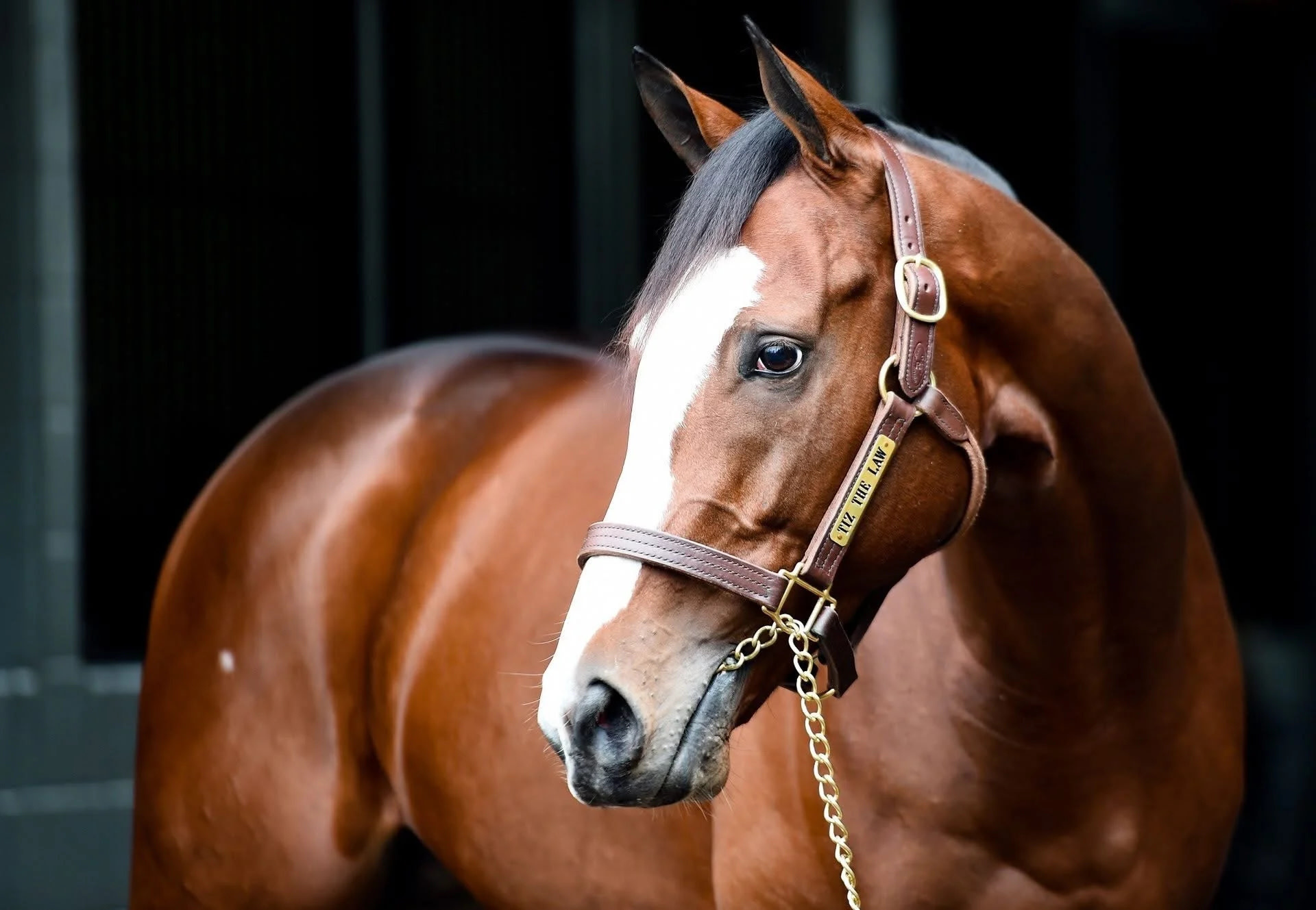 Kentucky Sale Halter