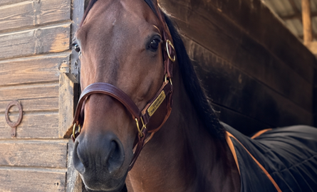 The Quillin Track Halter