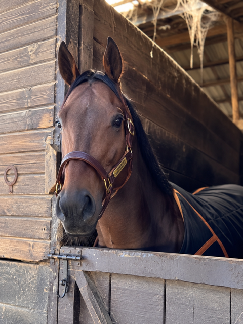 The Quillin Track Halter