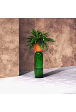 Kikkerland Bottle Planter