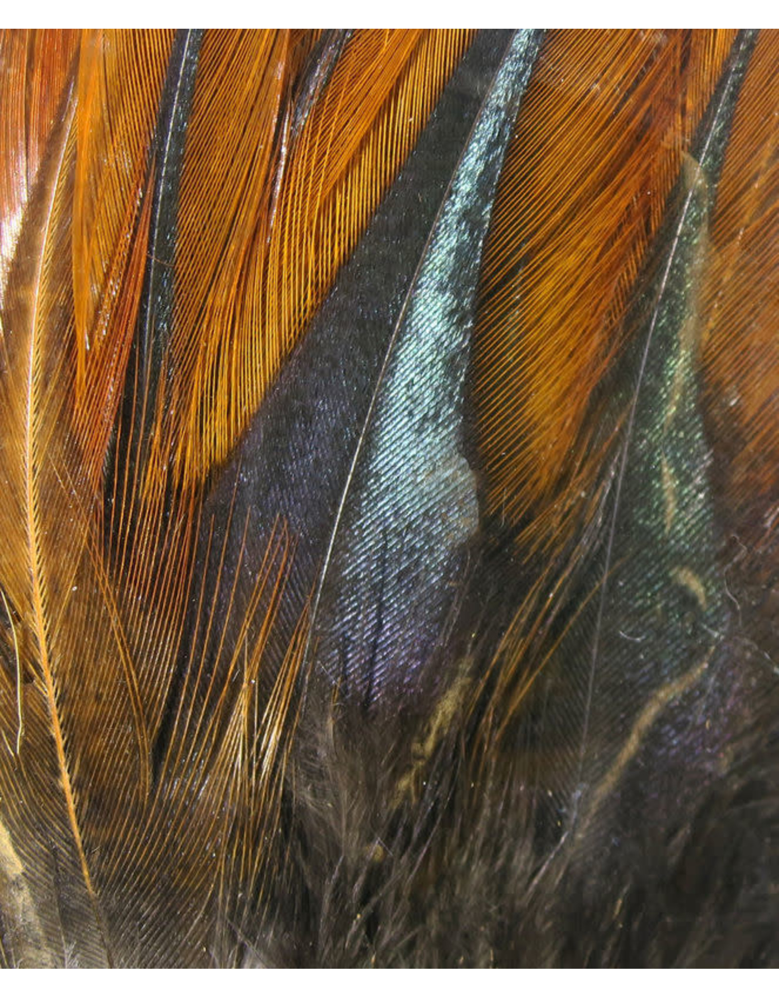 Hareline Dubbin Gallo De Leon Saddle Feathers
