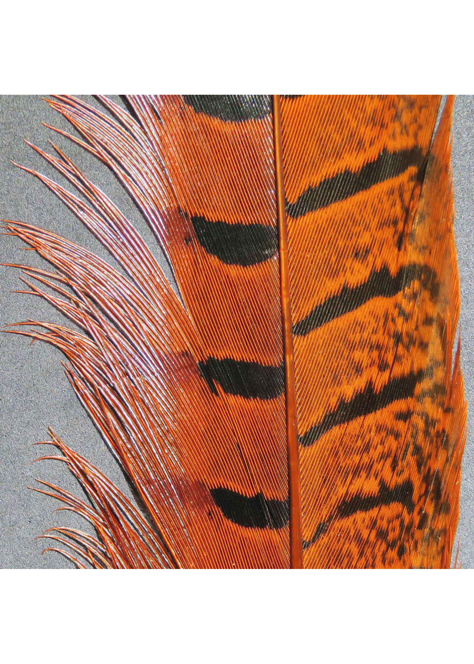 Hareline Dubbin Hareline Ringneck Pheasant Tail Feather