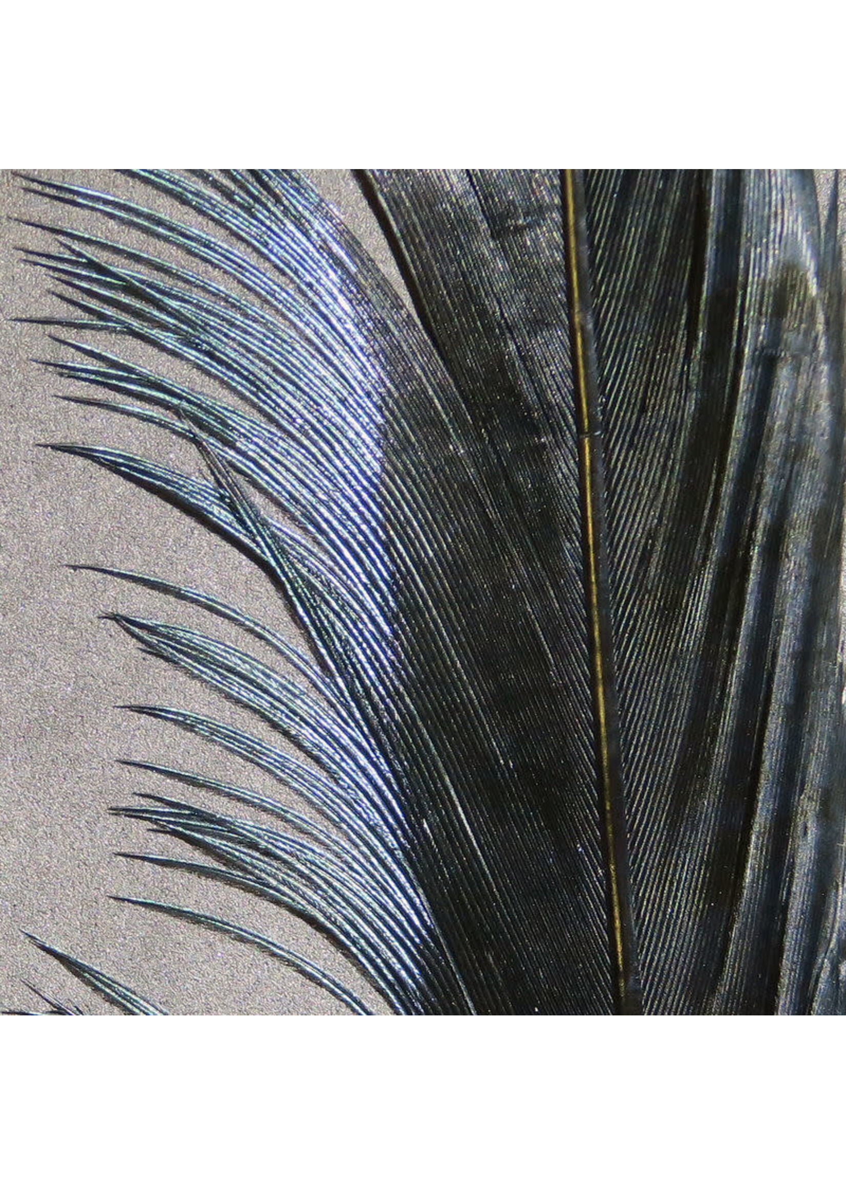 Hareline Dubbin Hareline Ringneck Pheasant Tail Feather