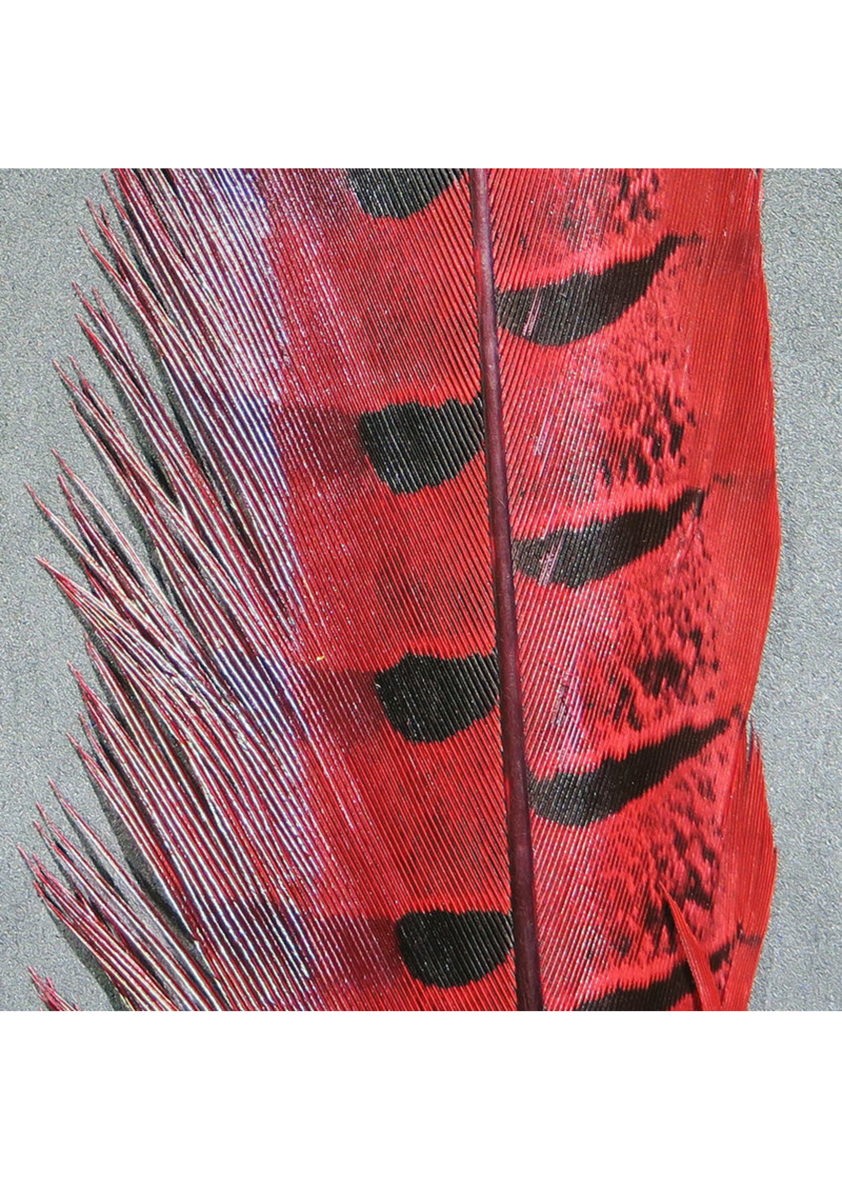 Hareline Dubbin Hareline Ringneck Pheasant Tail Feather