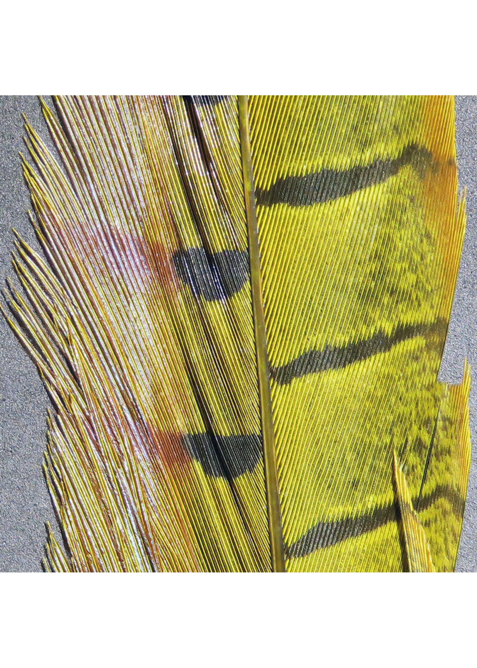 Hareline Dubbin Hareline Ringneck Pheasant Tail Feather