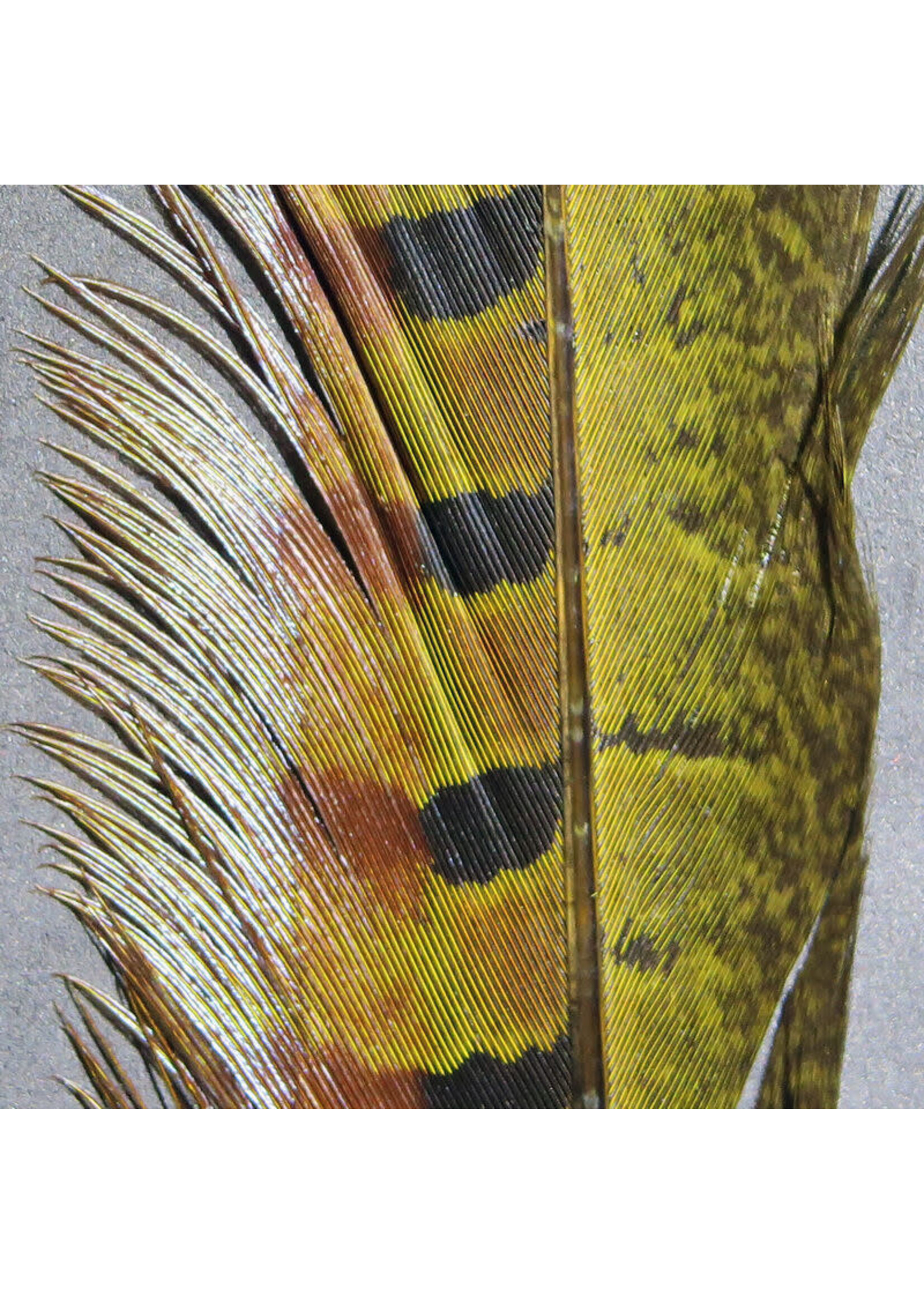 Hareline Dubbin Hareline Ringneck Pheasant Tail Feather