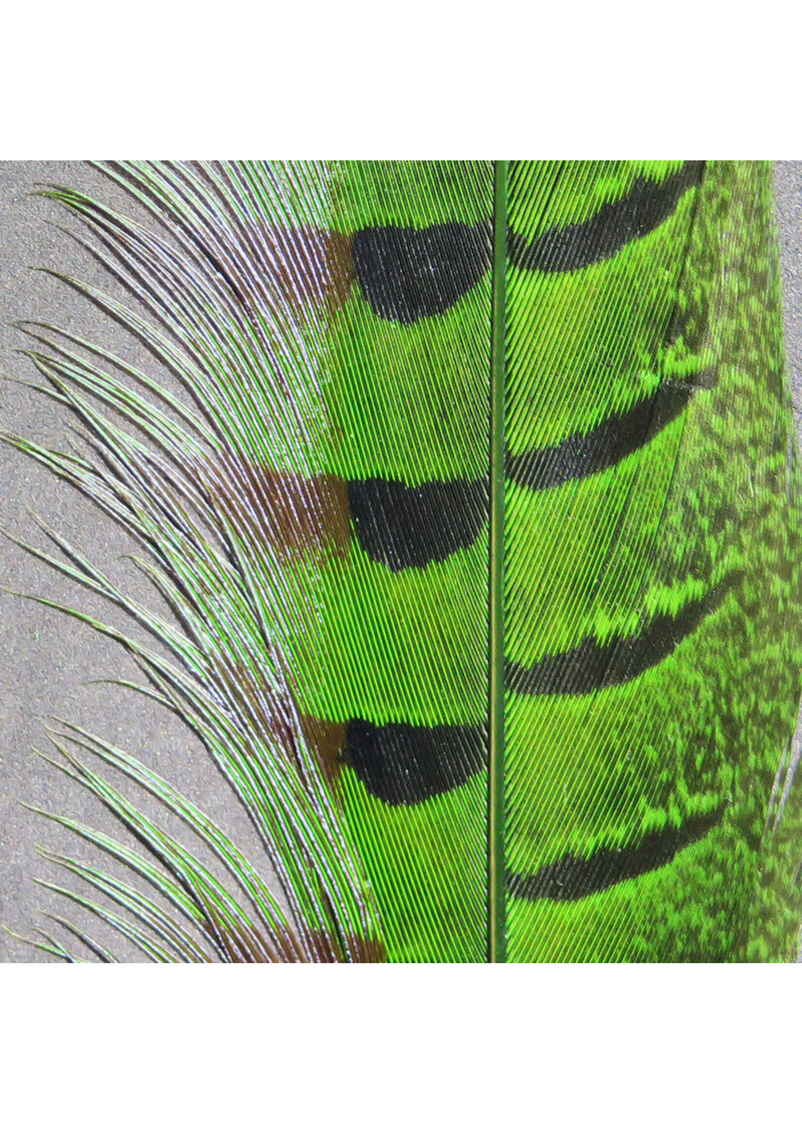 Hareline Dubbin Hareline Ringneck Pheasant Tail Feather