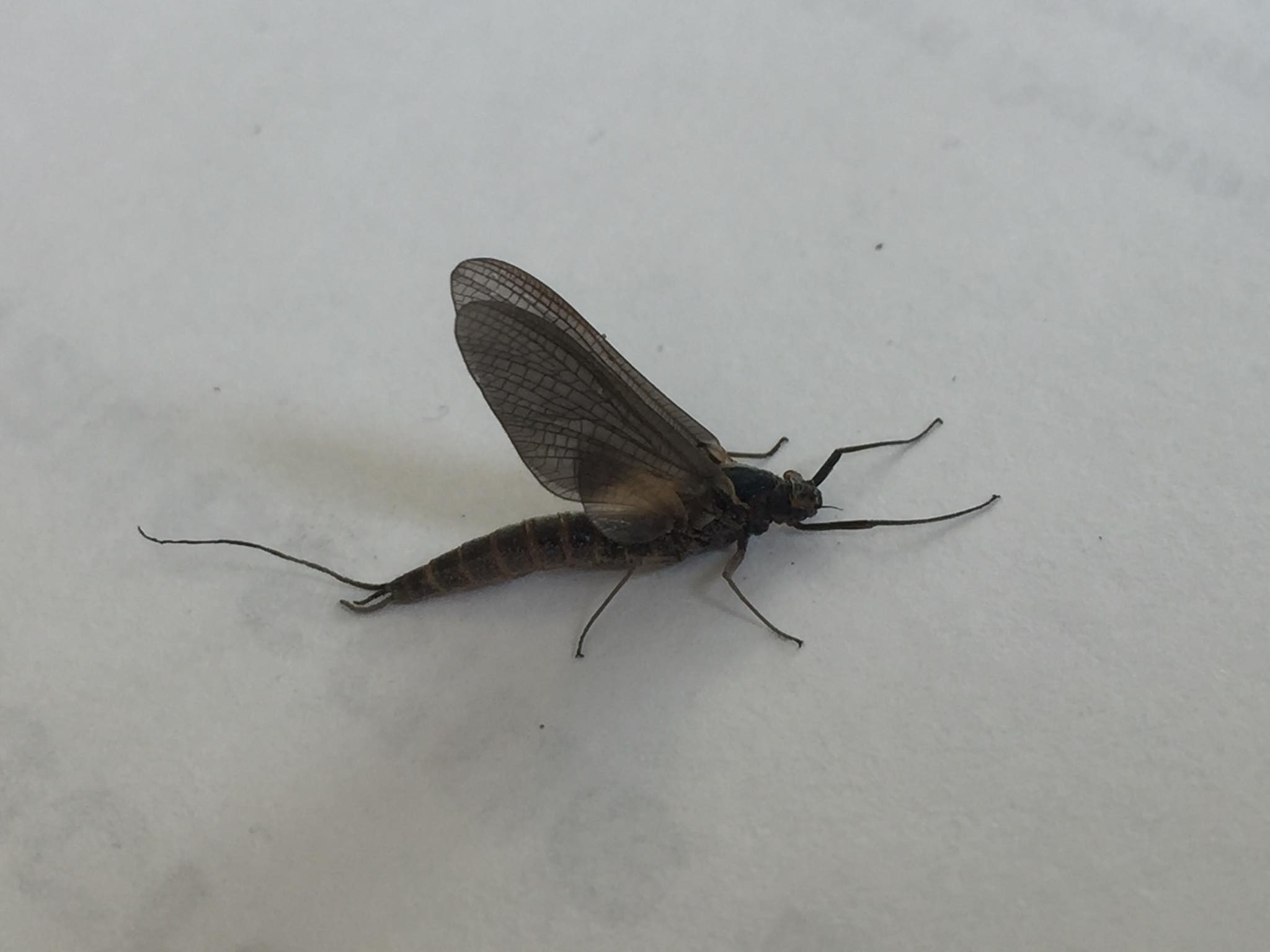 Upper Pine Creek Fly Fishing & Hatch Report