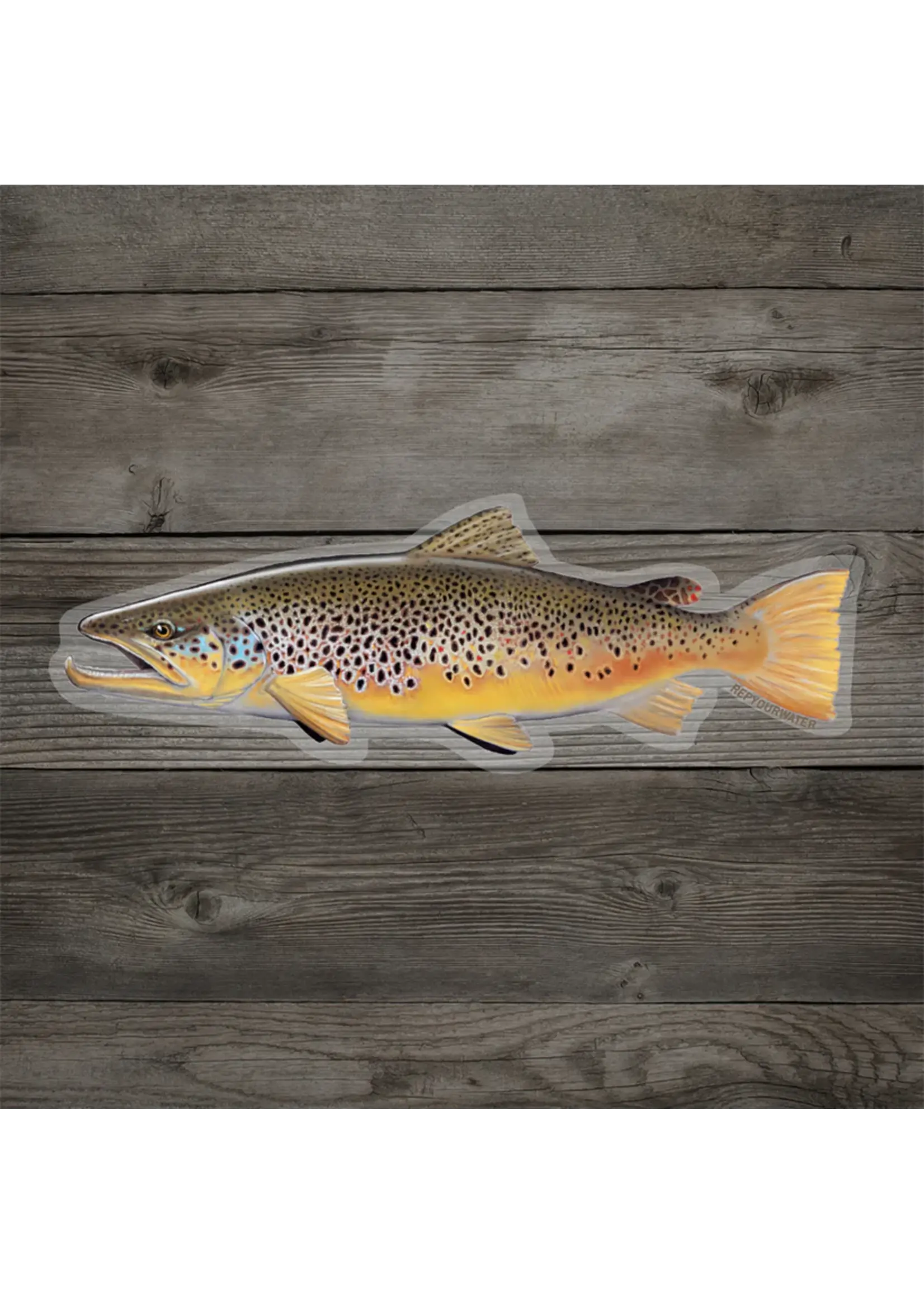 Rep Your Water RepYourWater Brown Trout Sticker