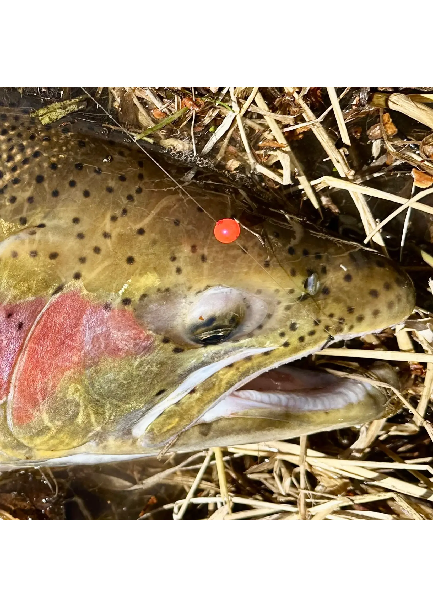 Blood Run Blood Run Tail Out Hook 25 pack