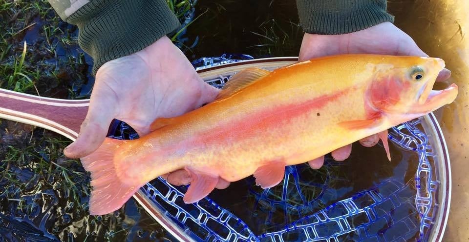 Tioga County Lakes, Pine Creek, & Surrounding Waterways  Fishing Report 