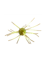 Strike King Strike King Tumbleweed Salted