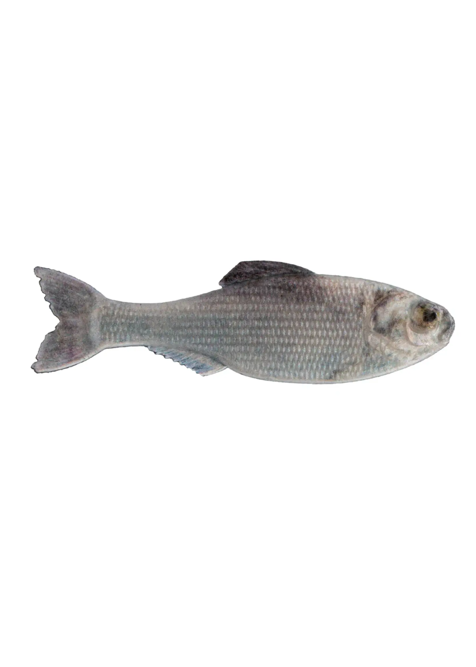 6th Sense Fishing 6th Sense Panorama