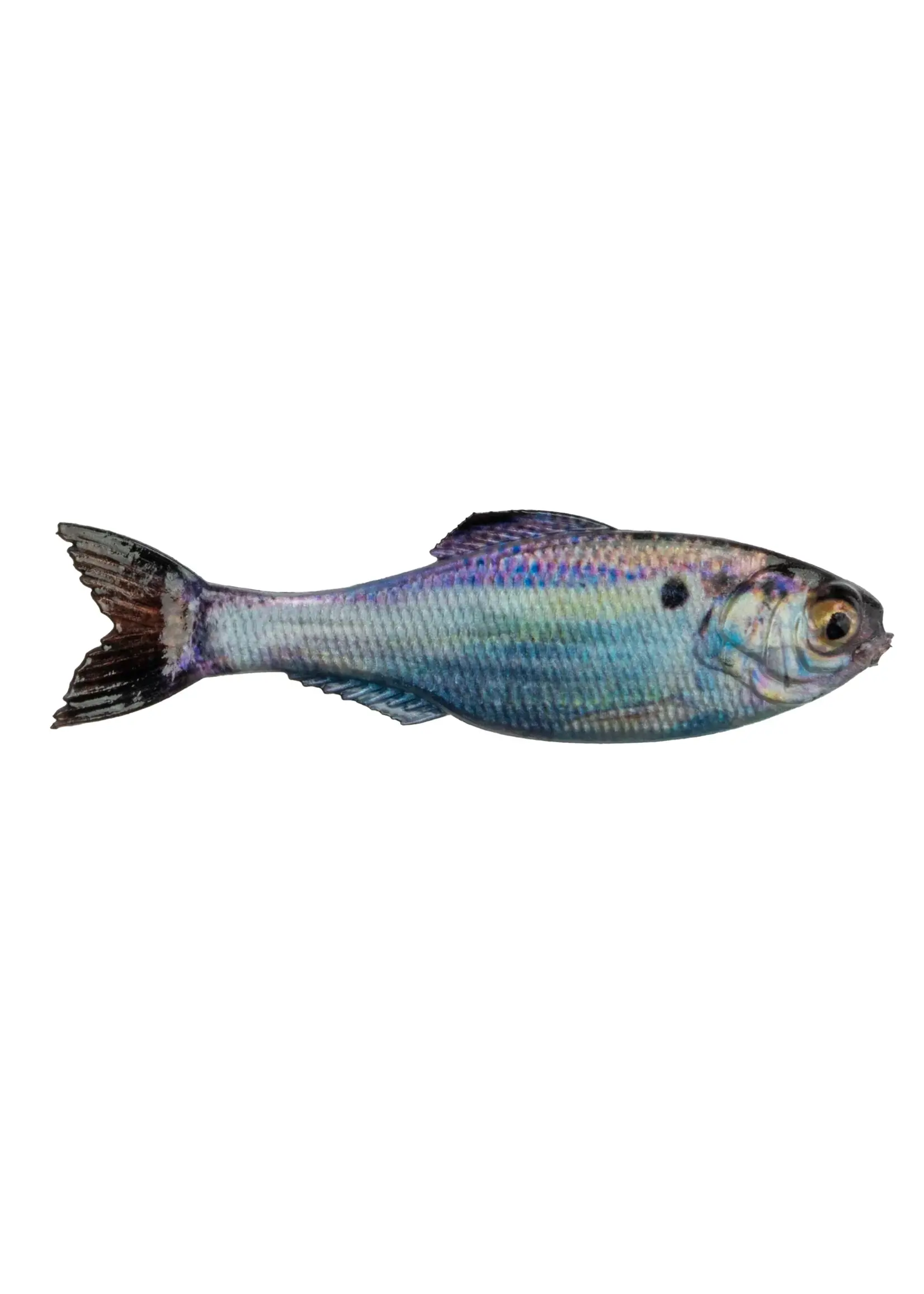 6th Sense Fishing 6th Sense Panorama