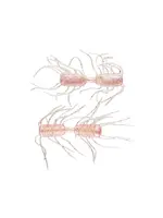 Strike King Strike King Sexy Bug