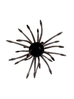 Gary Yamamoto Yamamoto Uni