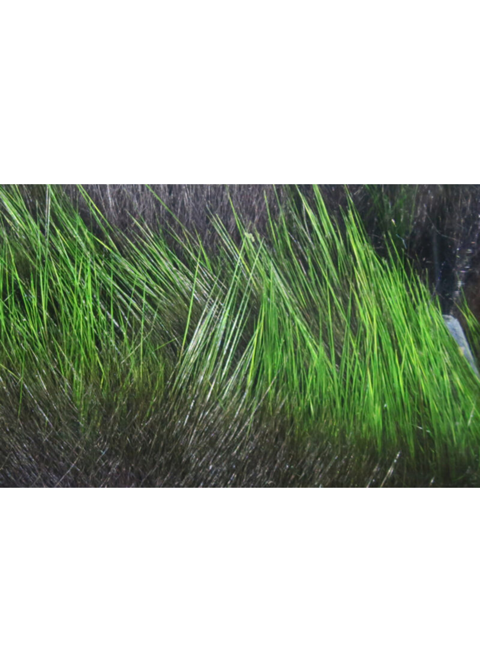 Hareline Dubbin Hareline Frost Tip Magnum Rabbit Strips