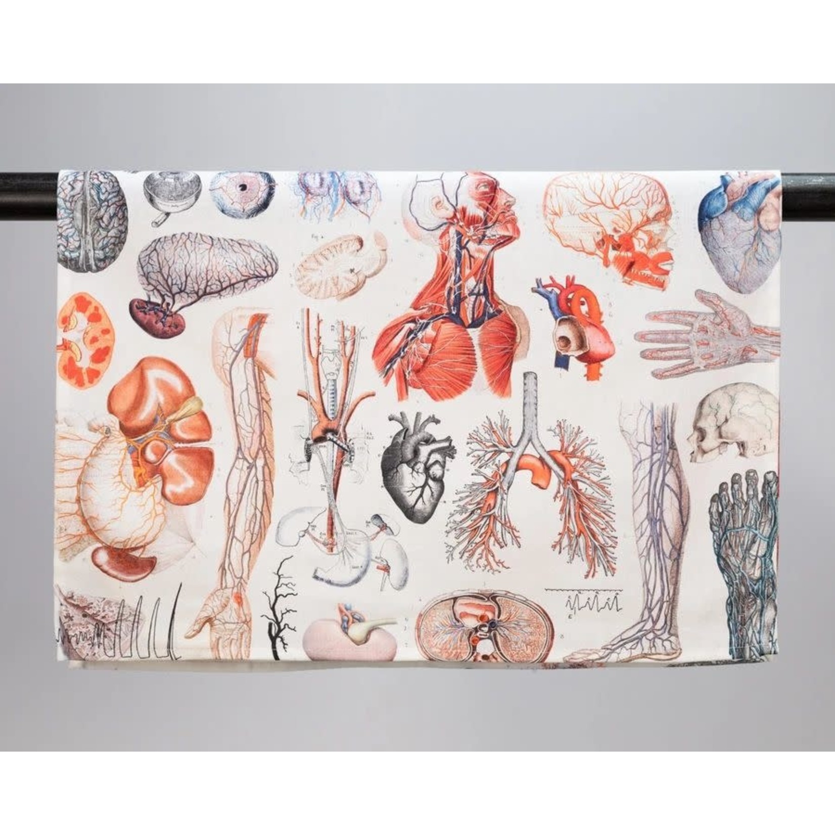 Science and Technology Tea Towel Human Anatomy Printed