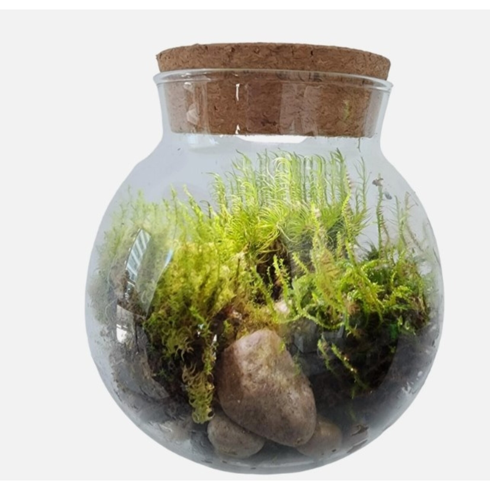 Agriculture and Food Ensemble de Bol de Verre avec mousse