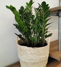 Zamioculcas & panier (grandeur large)