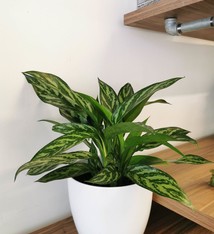 Aglaonema Tigress (medium size)