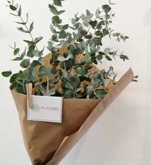 Eucalyptus