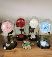 Eternal rose in dome