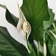 Peace Lily