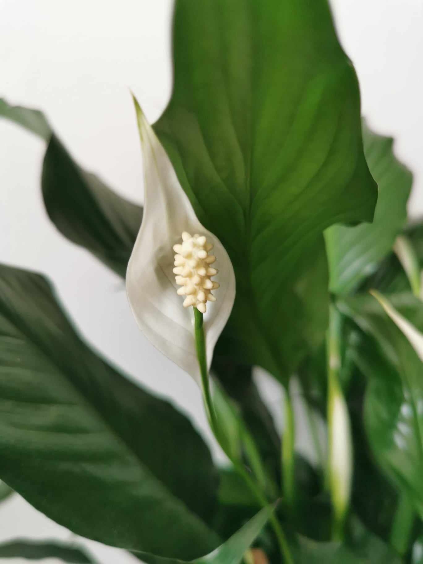 Peace Lily