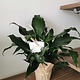 Peace Lily