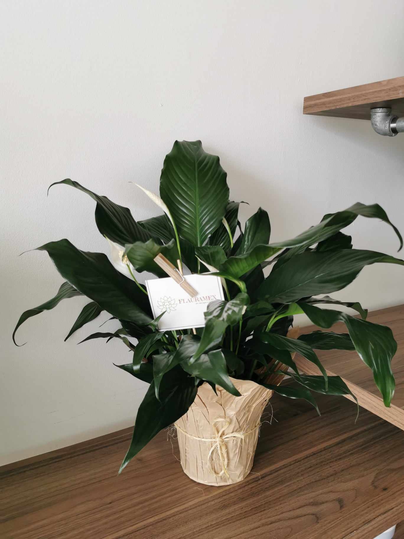 Peace Lily