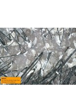 AS I AM DRY & ITCHY SCALP CARE OLIVE & TEA TREE OIL DANDRUFF CONDITIONER 12OZ