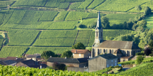 Breaking Down Burgundy Seated Tasting & Seminar - Fri, Jan 20