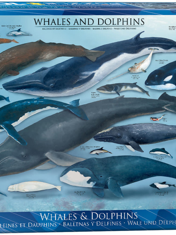 Eurographics Whales & Dolphins 1000pc Puzzle