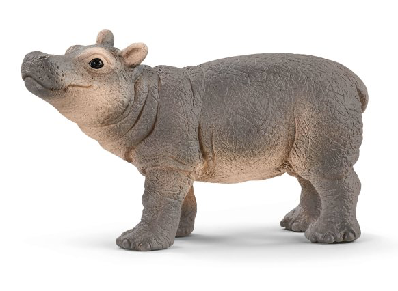 Baby Hippopotamus