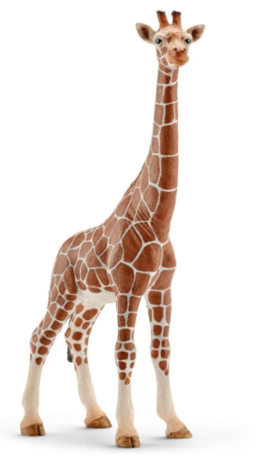 Giraffe female