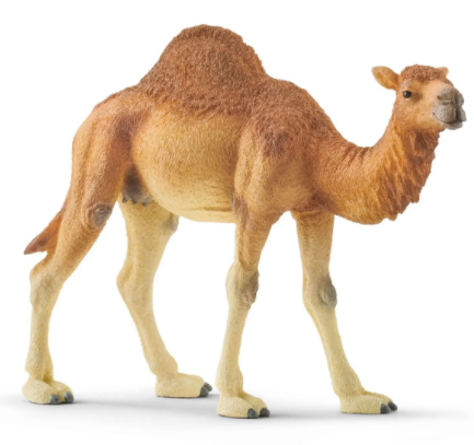 Dromedary