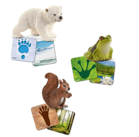 Wild Life Flash Cards