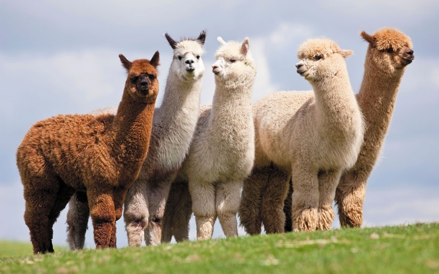 Fibre of the Month: Alpaca --- Camelids