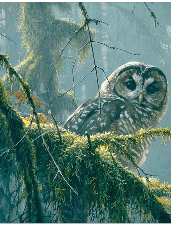 Cobble Hill Mossy Branches Spotted Owl 500pc Puzzle
