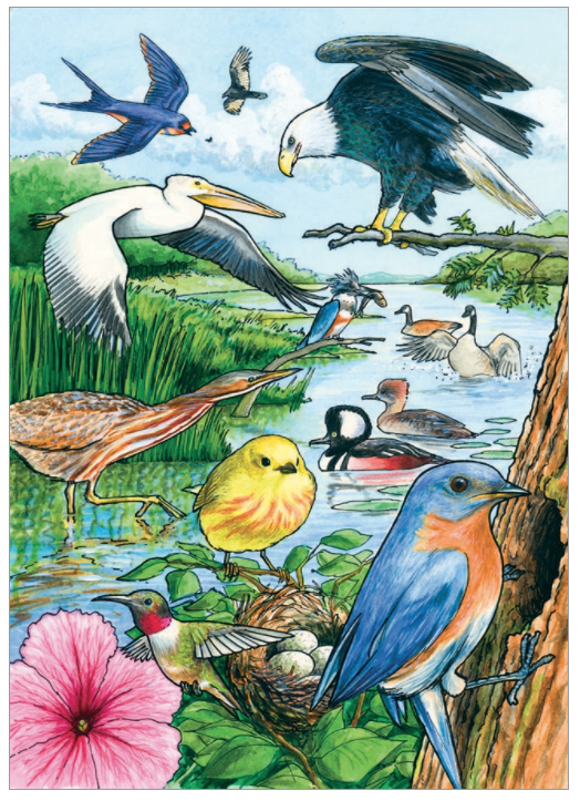 North American Birds 35pc Tray Puzzle